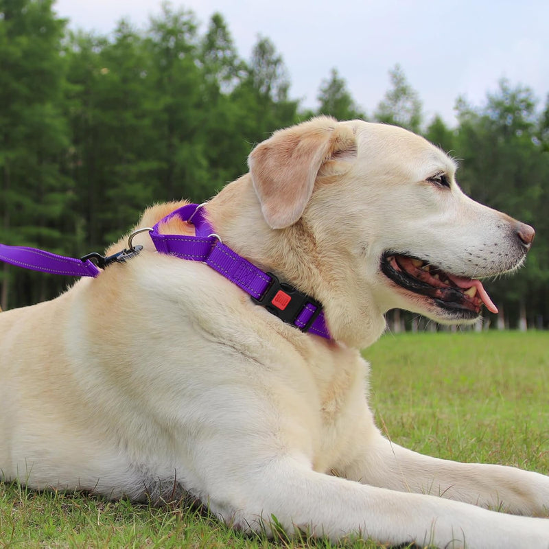 Joytale Martingale Collar for Dogs, Reflective Heavy Duty for Safety, Quick Release Buckle, Adjustable Nylon Collars for Medium Dogs Walking Training, Purple,M M - PawsPlanet Australia