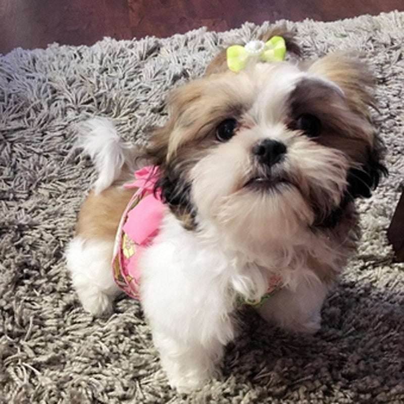 RIMOBUL 50PCS Yorkie Pet Hair Bows with Rubber Bands, Cute Small Dog Hair Bows Pet Handmade Hair Bowknot Puppy