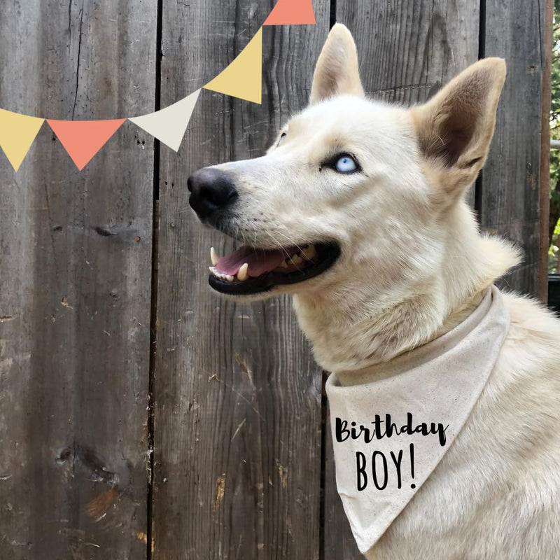 Dog Bandana Birthday Boy Barkday Pawty Attire Oatmeal Beige Boho Simple (X-Large) X-Large