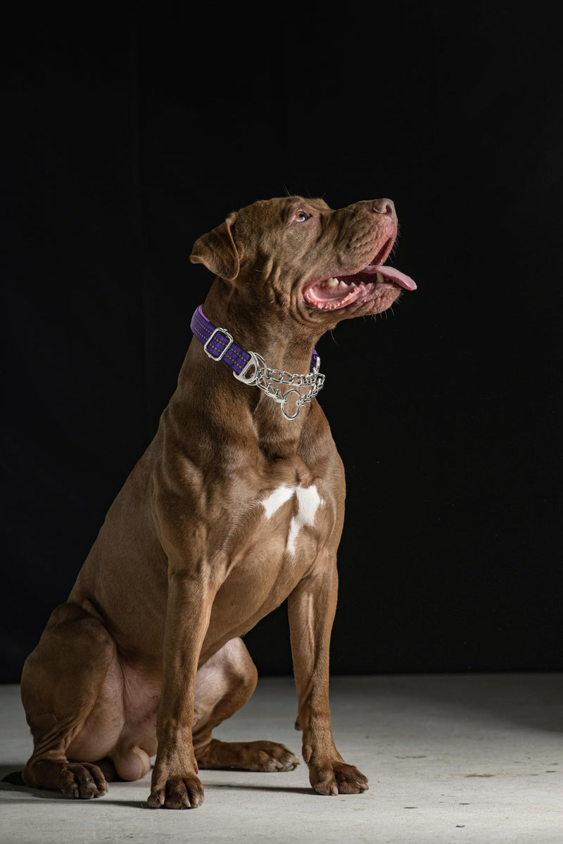 Purple Martingale Collar for Dogs, X-Large Reflective Nylon Dog Chain Collar Adjustable Heavy Duty Martingale Dog Collar for Medium Large Dogs XL(Neck 21-25") Purple - PawsPlanet Australia
