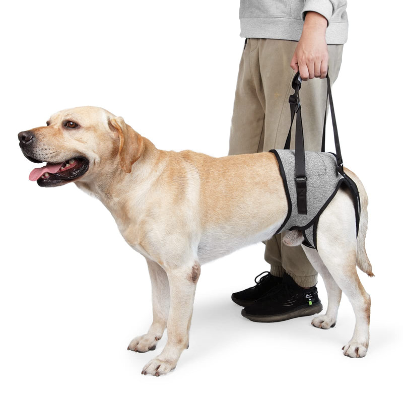 Dog Lift Harness for Back Legs - Adjustable Support Sling for Injured, Disabled & Elderly Dogs, Soft Padded Leg Brace Aid for S/M/L Dogs, Walking & Rehab Support (Grey, L) Grey