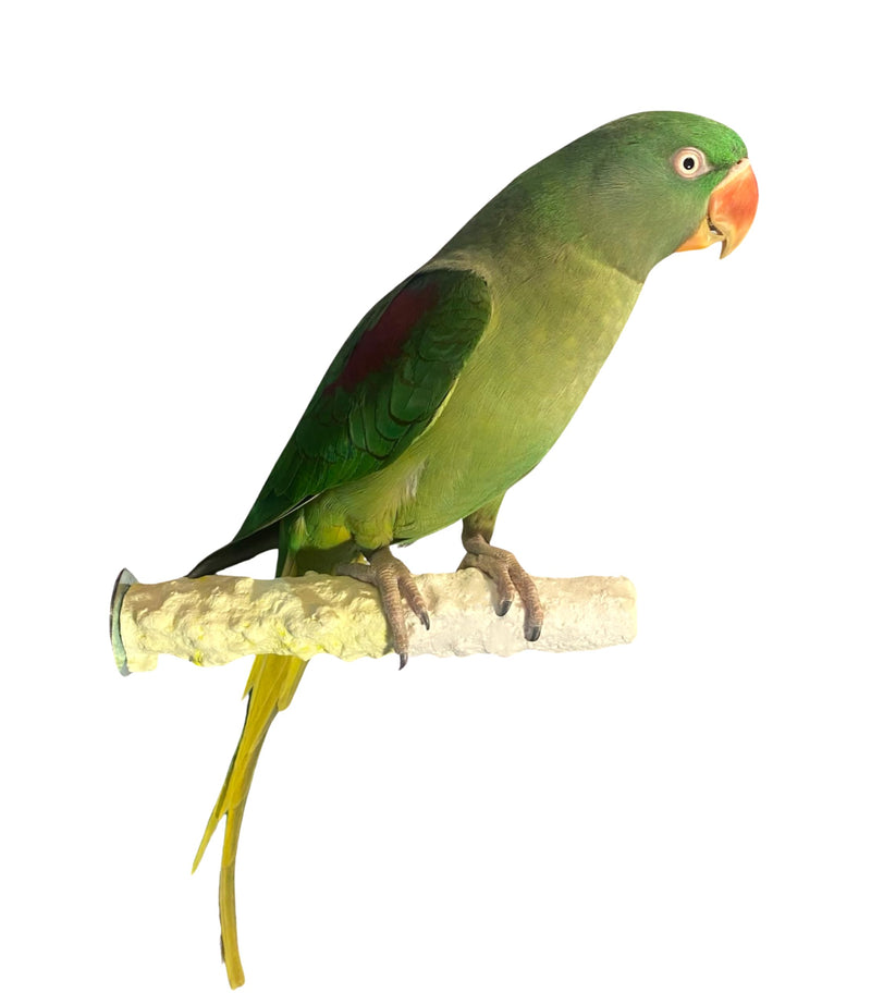 Cuttlebone & Calcium Perch Medium Pineapple Yellow - PawsPlanet Australia