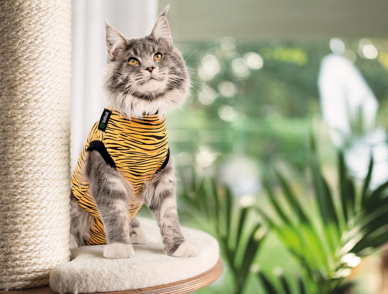 Suitical Cat Recovery Suit for Spay, Neuter, Suture, Incision, & Skin Conditions - Breathable Fabric with Back Opening - 15.7-17.7 Inches Neck to Tail, 18-24 Inches Chest - XS, Tiger Print - PawsPlanet Australia