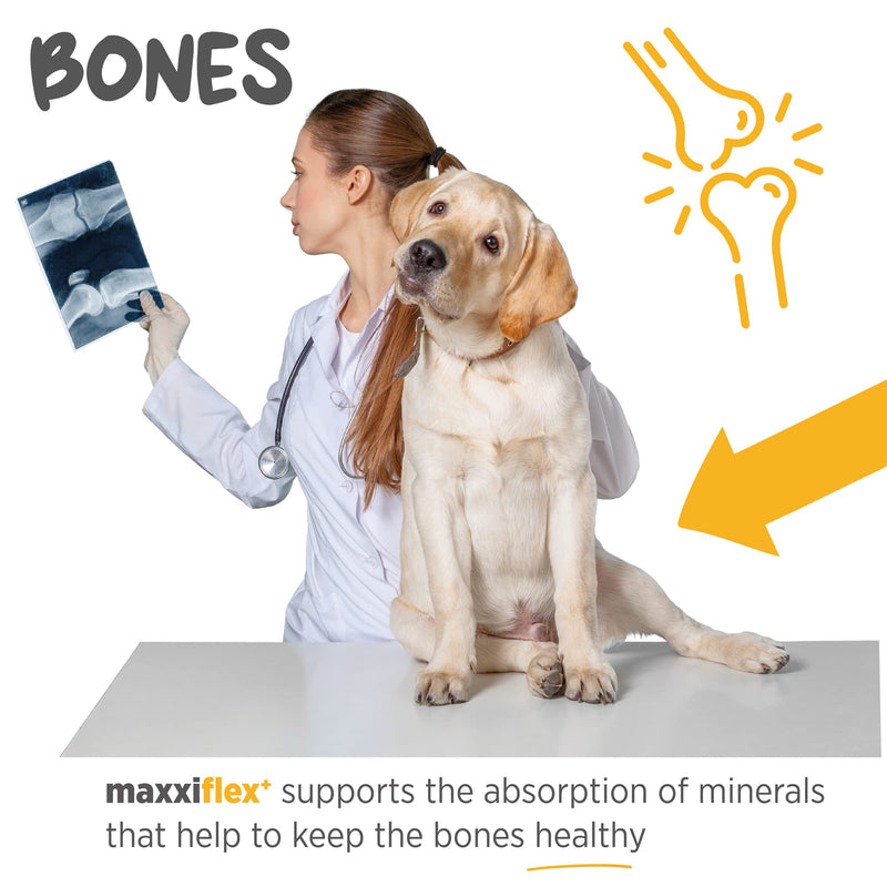 maxxipaws - maxxiflex+ Hip & Joint Supplement for Dogs with Glucosamine, Chondroitin, MSM & Collagen | Mobility, Flexibility & Discomfort Support | Senior, Adult & All Breeds | 120 Tablets 120 Count (Pack of 1) - PawsPlanet Australia