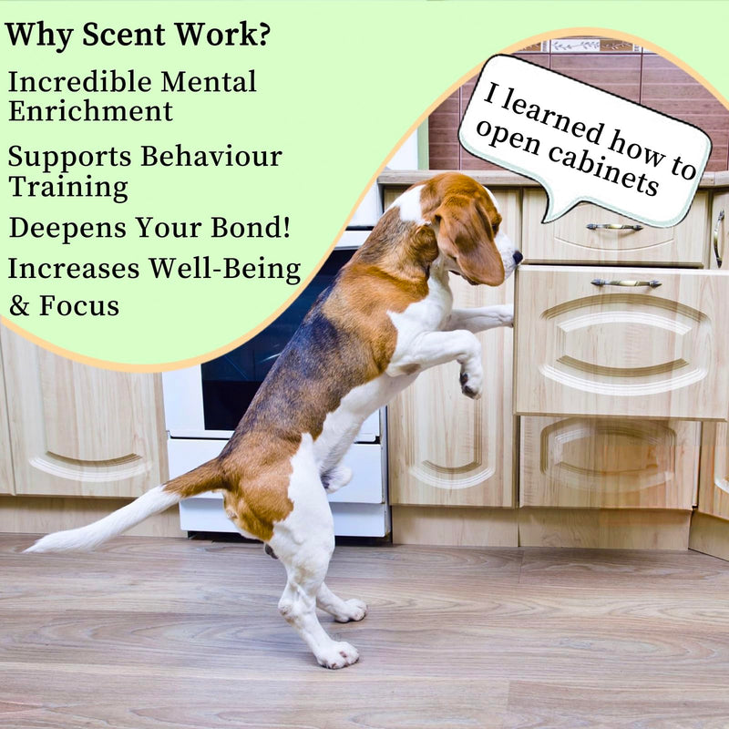 Dog Scent Training kit, Brain Games, Hide and Seek Toys - Fun Nose Work Games, Sniff and Seek Sniffing Toys, Nosework Kit, Scent Work Kit for All Ages Dog (Green) Green - PawsPlanet Australia