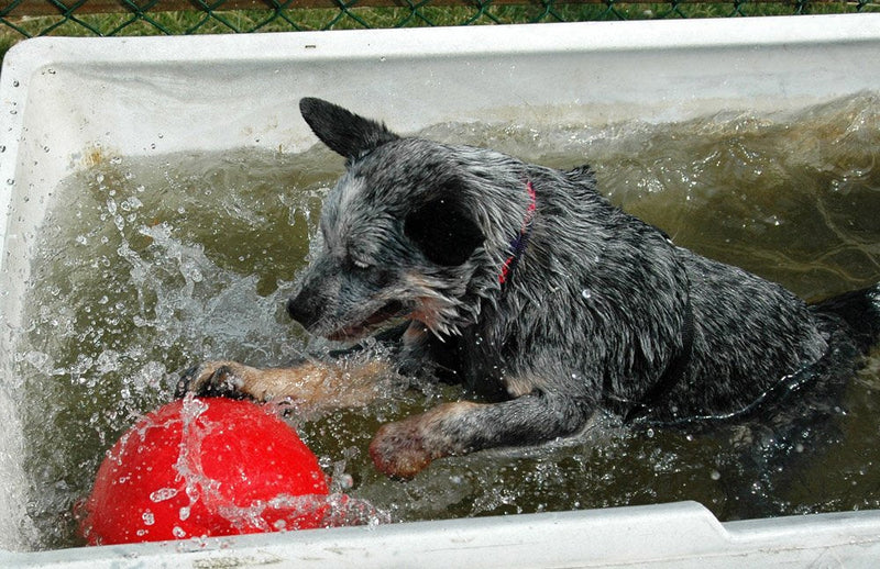 BOOMER BALL 8 inch, Virtually Indestructible Best Dog Toy, Boredom Busting Football, Tough & Durable Large Dog Ball, Floats on Water, Great for Mental Stimulation & High Energy Dogs, Assorted Colours - PawsPlanet Australia