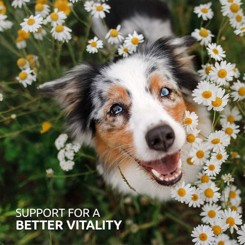 AniForte BARF Complete 1kg for Dogs - 100% Natural Barf Supplement with Minerals, Vitamins & Herbs - Premium Quality, Rich in Calcium & Ideal as Daily All-Round Care for Raw Food Diets - PawsPlanet Australia