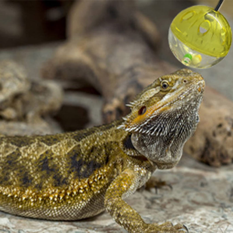 6 Pack Bearded Dragon Toys Balls Bell,Bearded Dragon Accessories,Fit for Lizard Small Reptile Habitat Terrarium Tank - PawsPlanet Australia
