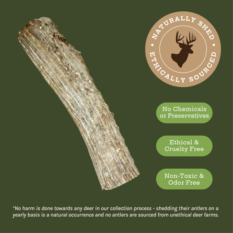 Pets Deer Antler Dog Chews (1 Pack) - Extremely Durable Dog Toys for Aggressive Chewers, Long Lasting, All-Natural, Odorless Dog Bones (1 Whole Antler, Large 8-9 Inches) 1 Whole Antler (Large) 1 Count (Pack of 1) - PawsPlanet Australia