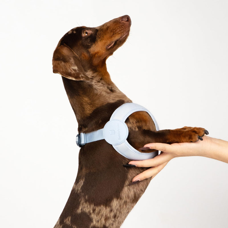 Ultra Comfortable Dog Harness Adjustable Soft Dog Vest, Alloy Buckle Closure Lightweight Stretchy Puppy Harness Step in for Small Sized Dogs Walking Training (Linen, XXS 11.8-12.6") Linen XXS 11.8-12.6" - PawsPlanet Australia
