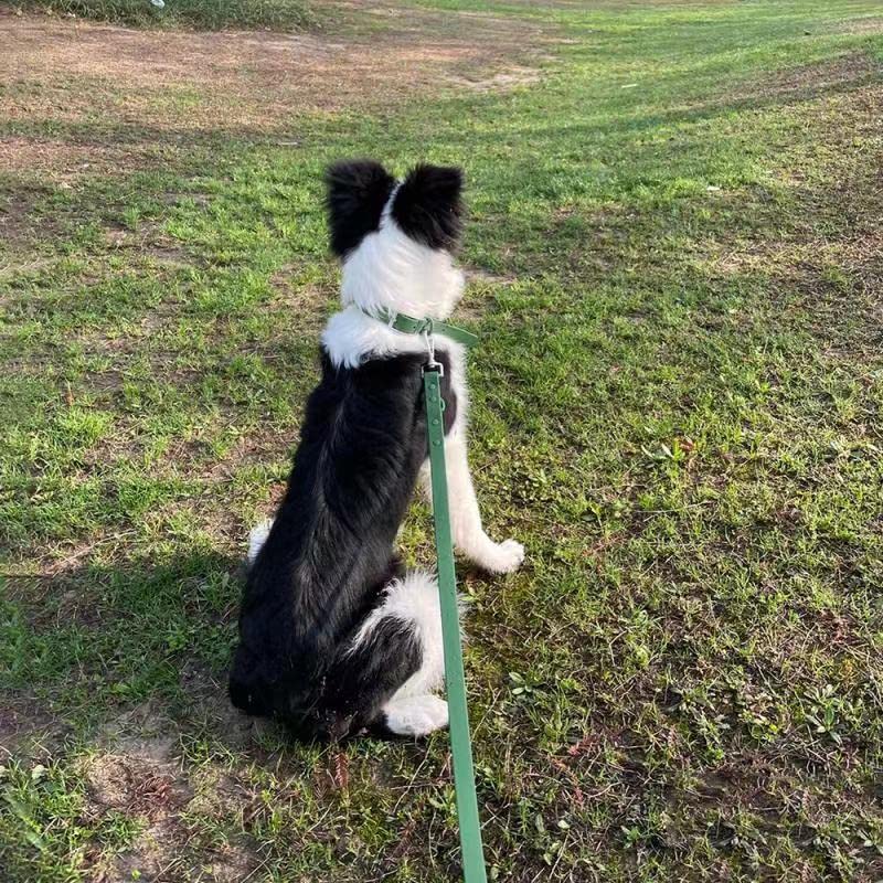 ZALER Dog Collar and Leash Set, Waterproof Adjustable Odor Proof Pet Collars Leashes Easy to Clean, 6FT Dog Leash with 2 Hooks for Large, Medium Small Dogs (L, Green) Spruce Green L(Collar:15.7''-19.7''; Leash:6ft) - PawsPlanet Australia