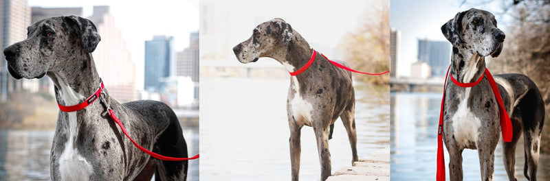 100% Hemp Leash - We Donate a Leash to a Dog Rescue for Every Leash Sold, 5ft Long - Blue - PawsPlanet Australia