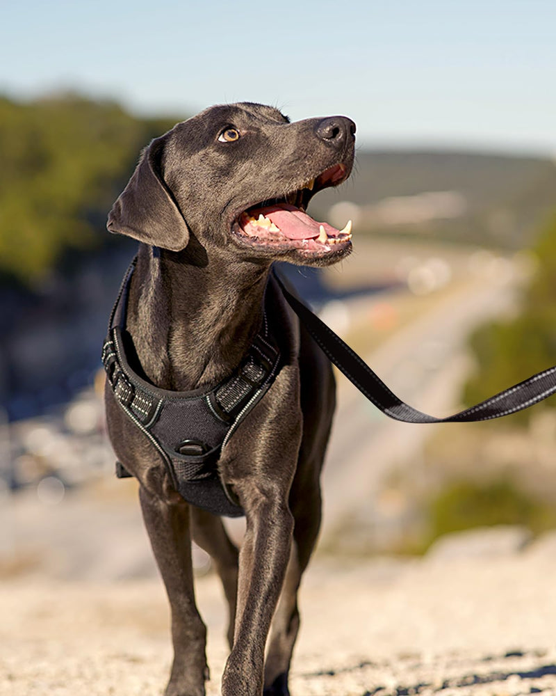 Joytale No Pull Dog Harness Medium Sized Dog, Reflective Pet Vest with Front Clip, Adjustable Soft Padded Harnesses with Easy Control Handle for Training and Walking, Black, M - PawsPlanet Australia