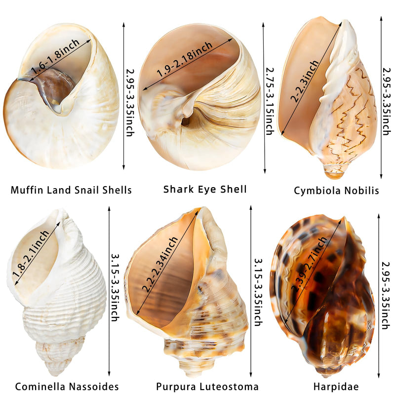 6PCS Large Hermit Crab Shells | Natural Sea Conch Size 3" - 3.5", Opening Size 1.5" - 2.5" | Turbo Seashells for Hermit Crab Supplies and Beach Decoration Large Sea Shell 6pcs Large Shells Size: 3" - 3.5" - PawsPlanet Australia