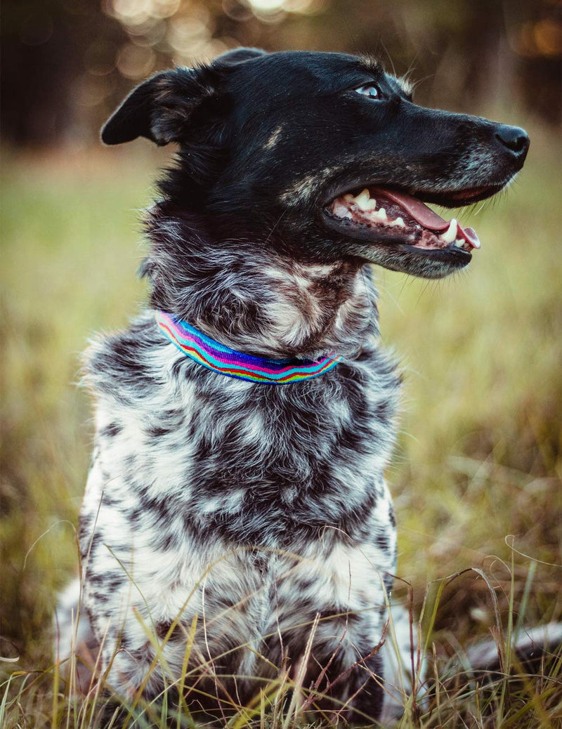 Large Dog Collar by Lupine 3/4" Wide Ripple Creek Design adjusts from 15" to 25" - PawsPlanet Australia
