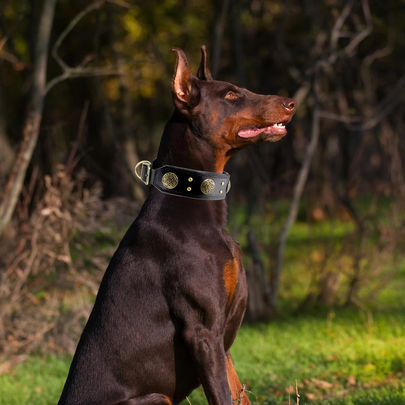 Leather Dog Collar for Medium Dogs, 2" Wide Durable Thick Strong Genuine Leather Spike Dog Collar with Metal Buckle, Padded Collar with Studded Design for Girl Boy Dogs (Black,M) M: 17.7”- 21.7”(45-55cm) Black - PawsPlanet Australia