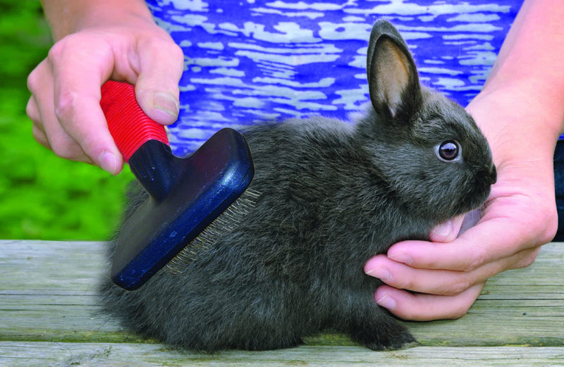 Lixit Grooming Kits For Rabbits, Guinea Pigs and other Small Animals. (Shredding Brush Only) Shredding Brush Only