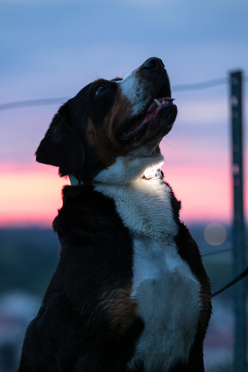 Max & Molly USB Rechargeable LED Safety Pet Light for Dog Collars & Harnesses - Waterproof, No-Dangle Secure Design, One Size Fits All - Ideal for Walking, Running, Biking & Outdoor Adventures Green - PawsPlanet Australia
