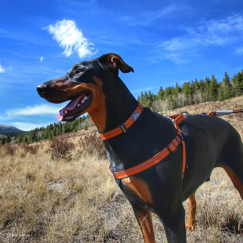 Coastal Pet K9 Explorer Reflective Adjustable Dog Collar - Comfortable Collar for The Outdoors - Durable, Lightweight Accessory with Side-Release Buckle - Rosebud, 5/8" x 10-14" 5/8" x 10-14"