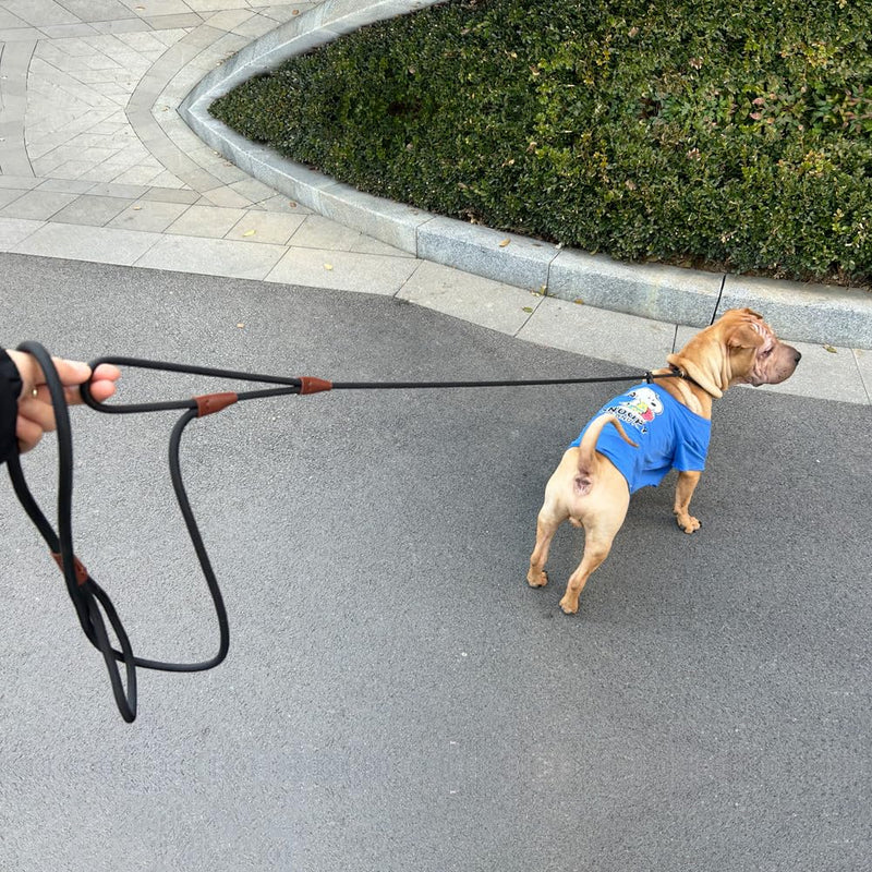 Double Handle Slip Lead 8FT Dog Leash, 1/4" Nylon Rope Training Lead, Traffic Handle No-Pull Control Leash for Small Medium Pet Puppies Walking（8FT*1/4", Black） 8FT * 1/4" - PawsPlanet Australia