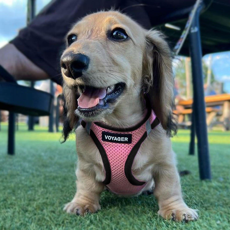 Best Pet Supplies Voyager Step-in Air All Weather Mesh Harness and Reflective Dog 5 ft Leash Combo with Neoprene Handle, for Small, Medium and Large Breed Puppies - Pink Base, XXS - PawsPlanet Australia