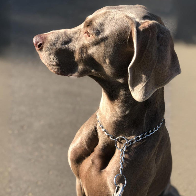 Chain Collar for Dogs Alloy Steel Pet Training Collars Metal Slip Link Training Heavy Duty Dog Collar Adjustable Martingale Puppy Collars for Small Medium Large Big Breed Dogs - PawsPlanet Australia