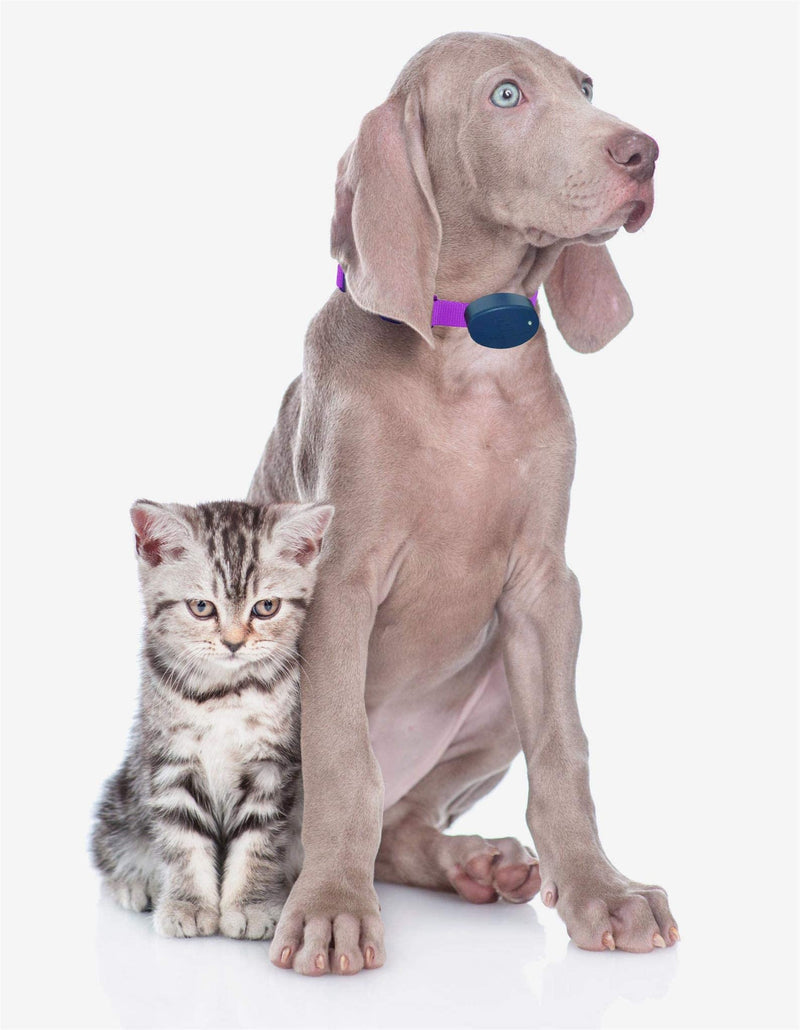 Pink Heavy Duty Nylon Replacement Dog Collar Strap with RFA-67 Batteries - Compatible with Most PetSafe In-Ground and Wireless Fence Receiver Collars (Bundle 2)