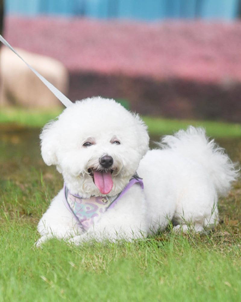 Dog Harness (Purple, S) - Jacquard Fabric, Easy Step-in, No Pull, Reflective Strip, Small Dog Harness and Leash Set Purple - PawsPlanet Australia