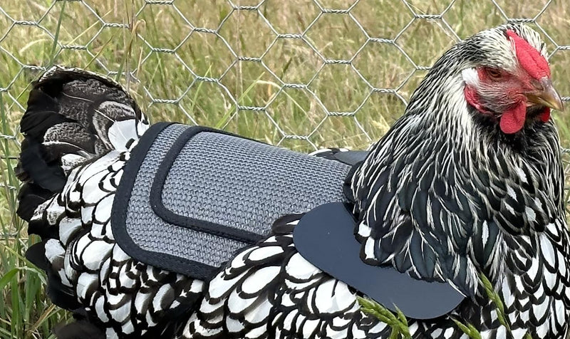 DOWN UNDER OUTDOORS Chicken Saddle with Adjustable Straps for Medium and Large Hens, Chicken Apron, Poultry Saver, Pet Supplies, Including Shoulder Cover (Grey Mesh) Grey Mesh - PawsPlanet Australia