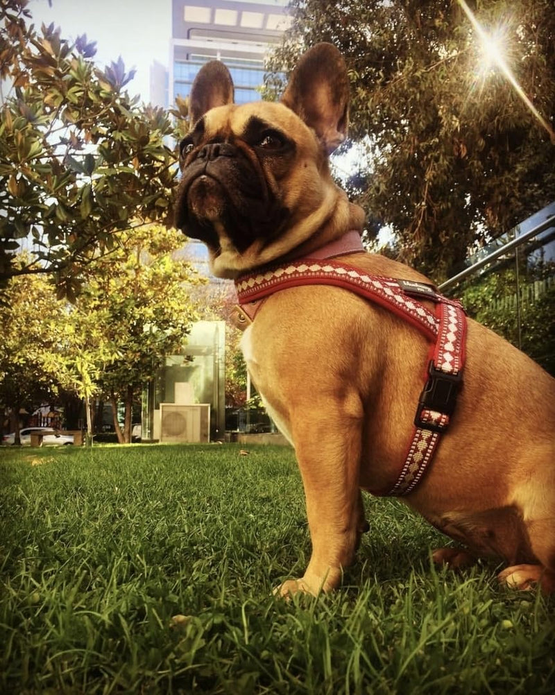 Blueberry Pet 4 Colors Soft & Comfy 3M Reflective Jacquard Padded Dog Harness, Chest Girth 20.5" - 26", Marsala Red, Medium, Adjustable Harnesses for Dogs Medium(20.5" - 26") Chest Girth - PawsPlanet Australia