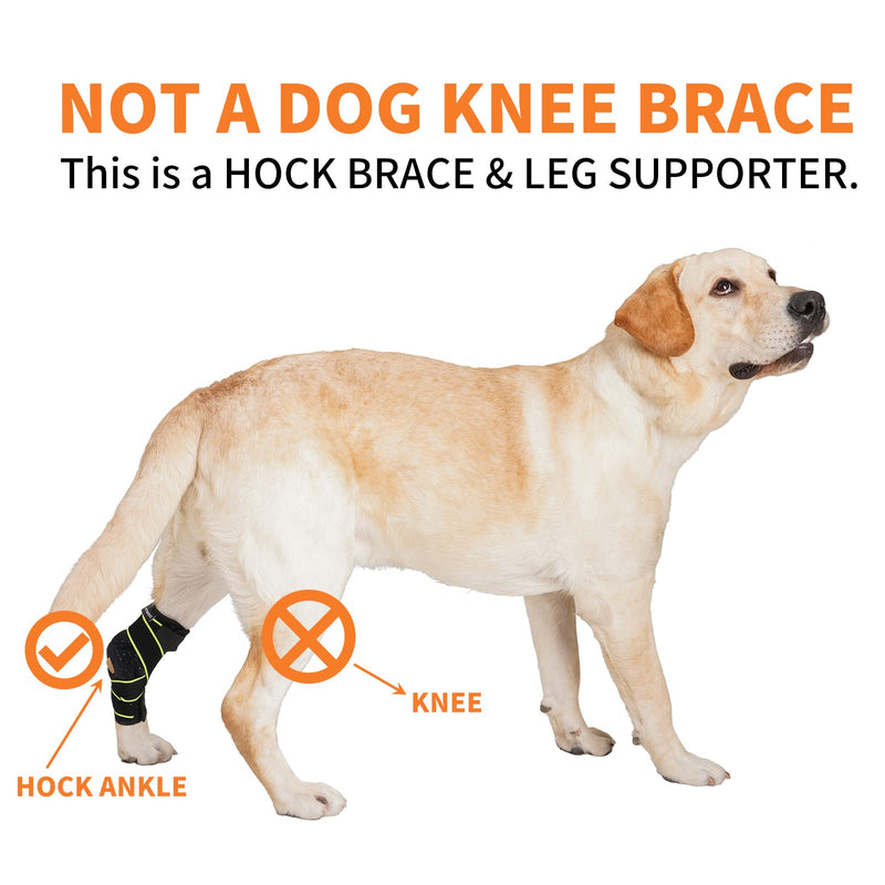 Dog Canine Rear Leg Hock Joint Brace for Medium and Large Dog, Compression Wrap with Straps & Metal Spring Strips Protects Wounds, Heals, Prevents Injuries and Sprains from Arthritis-L Green - PawsPlanet Australia