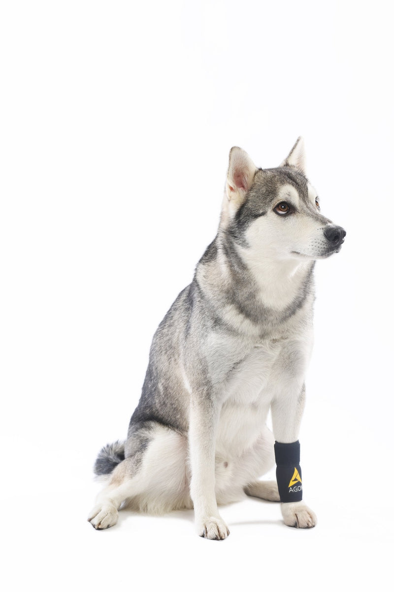 Agon® Dog Canine Front Leg Brace Paw Compression Wraps with Protects Wounds Brace Heals and Prevents Injuries and Sprains Helps with Loss of Stability Caused by Arthritis (Large/X-Large) Large/X-Large - PawsPlanet Australia