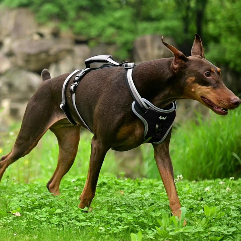 PUPTECK Escape Proof Dog Harness with Padded Handle, No Pull Pet Vest Harness Durable Reflective for Medium Large Dogs Walking Training and Running, Black, XL X-Large - PawsPlanet Australia