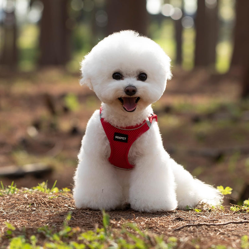 Dog Harness, Dog Breathable Mesh Harness Vest Collar Soft Chest Strap Leash Set, All Weather Mesh, Adjustable Reflective Puppy Harness, No Pull Harness for Small, Medium Dogs Cats (Red, M) Red M(chest17.3-18.9) - PawsPlanet Australia