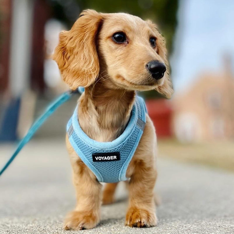 Voyager Step-in Air All Weather Mesh Harness and Reflective Dog 5 ft Leash Combo with Neoprene Handle, for Small, Medium and Large Breed Puppies by Best Pet Supplies - Set (Baby Blue), XS Harness Leash Set (Baby Blue) XS (Chest: 13 - 14.5") - PawsPlanet Australia