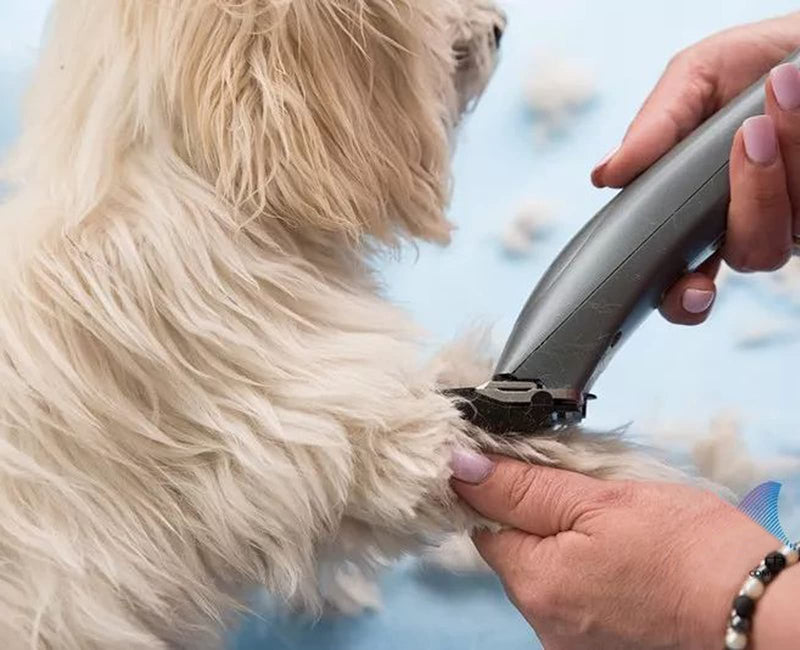Detachable Dog Clipper Blades Compatible with Andis Oster A5 Wahl KM Series Clipper Made of Stainless Steel Blade 7F - PawsPlanet Australia