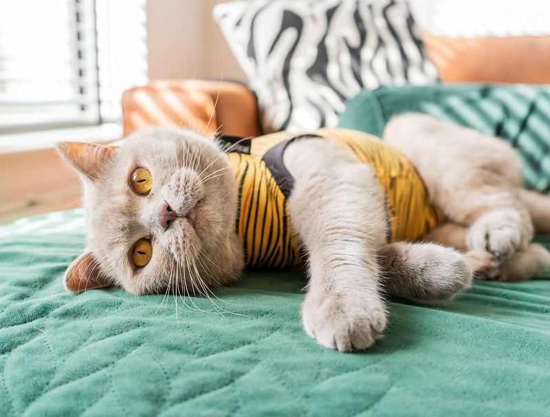 Suitical Cat Recovery Suit for Spay, Neuter, Suture, Incision, & Skin Conditions - Breathable Fabric with Back Opening - 15.7-17.7 Inches Neck to Tail, 18-24 Inches Chest - XS, Tiger Print - PawsPlanet Australia