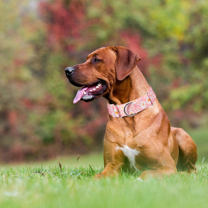 Martingale Collar for Dogs Medium Large, Girl Dog Collars with Adjustable Soft Nylon and Special Pink Daisy Floral Design, Training No Slip Dog Collar (M) 8 M for Neck 16-21" - PawsPlanet Australia
