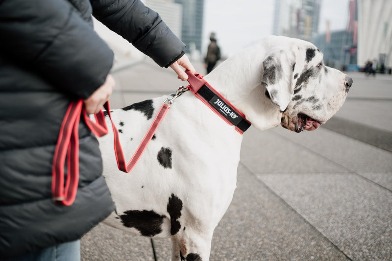 Julius-K9 Color and Gray Collar with Handle and Interchangeable Patch, 50 mm (49-70 cm), Red-Gray - PawsPlanet Australia