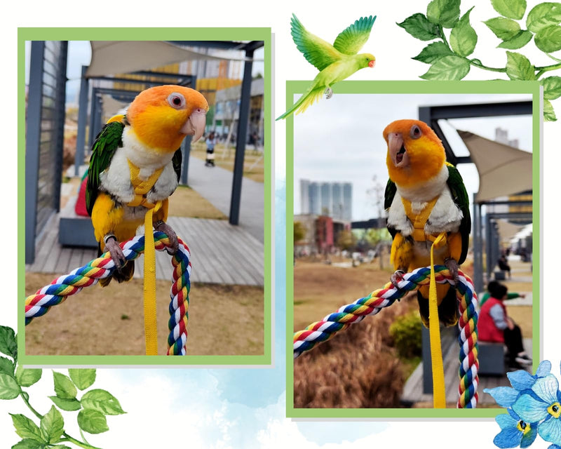 DS. DISTINCTIVE STYLE Bird Rope Perches Set of 2 Pieces (33 in+16 in), Colorful Cotton Rope for Birds, Bungee Style Perch Ideal for Parrots, Cockatiels, Lovebirds, and Budgies - PawsPlanet Australia