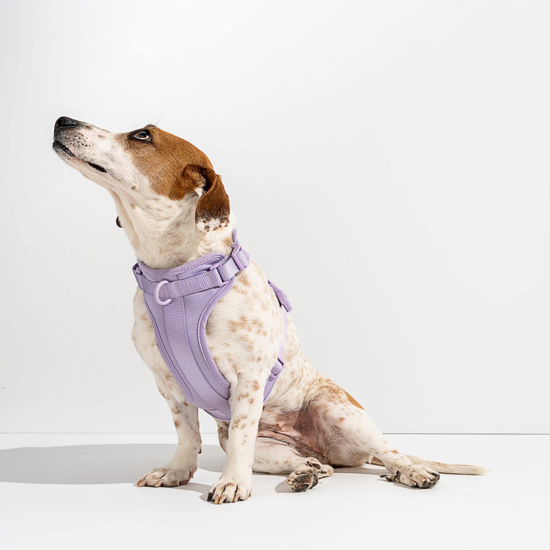 Wild One Harness 2.0 - Extra Small - Lilac - PawsPlanet Australia