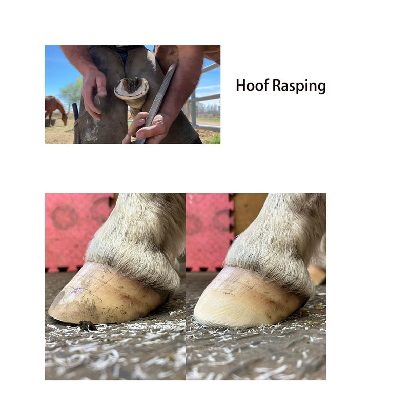 8-Inch Hoof Rasp Set (4 Pack) – Portable Precision Files for Hoof Detailing