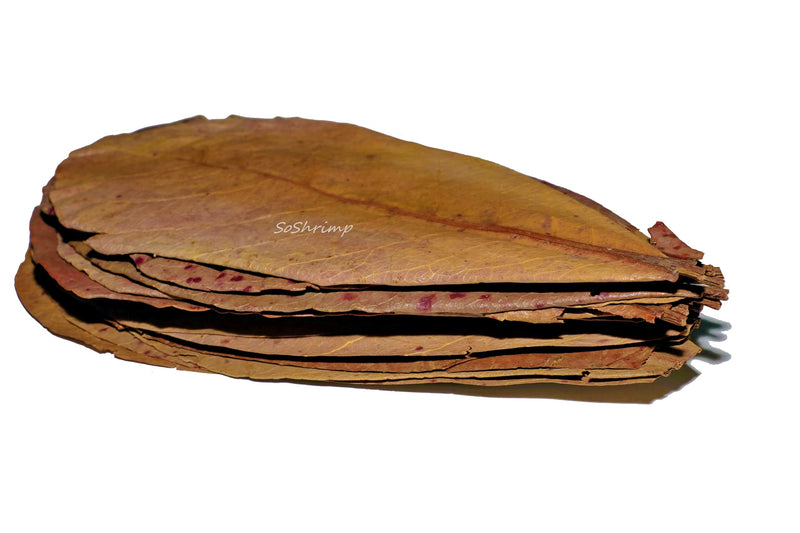 Catappa Indian Almond Leaves for Betta Fish, Shrimp and Fish Aquariums (7-9 inch, 10 Pack) 7-9 inch, 10 pack - PawsPlanet Australia