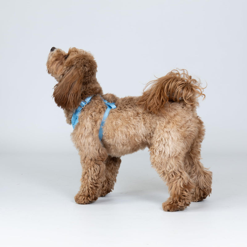 HUGO & HUDSON Tweed Dog Harness Adjustable Soft Padded No Pull Pet Vest with 2 Leads Clips, Blue, XS - PawsPlanet Australia