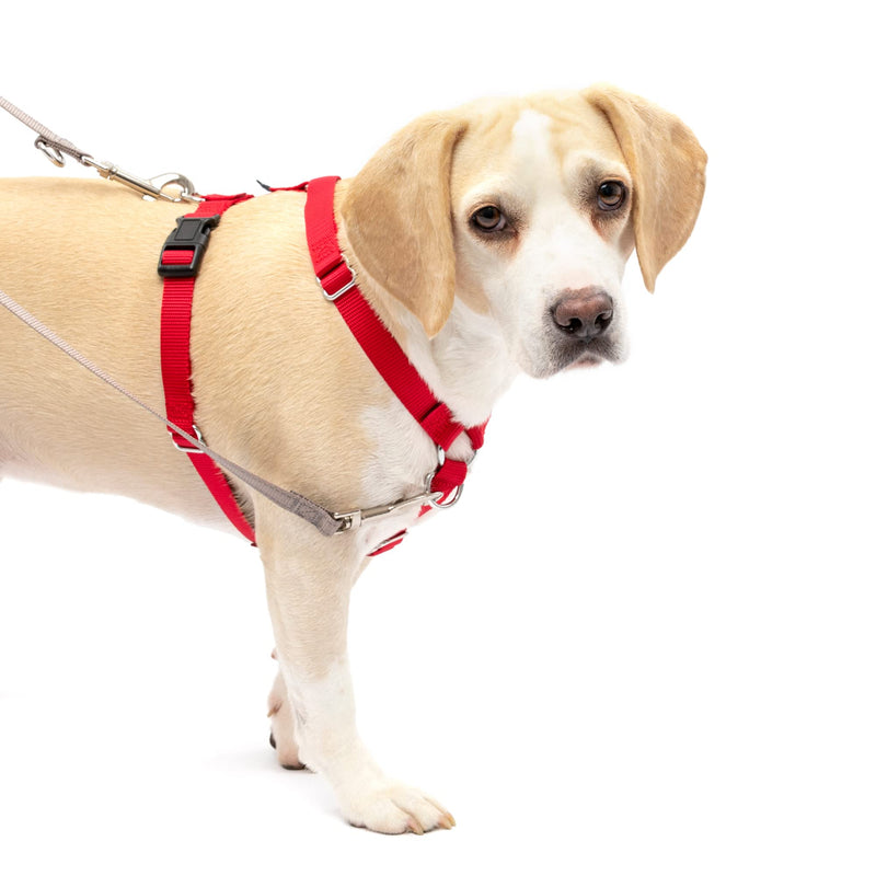 PetSafe Sure-Fit Harness – Five Point Adjustable Dog Harness – from The Makers of The Easy Walk Harness – Medium, Red Medium (Pack of 1)