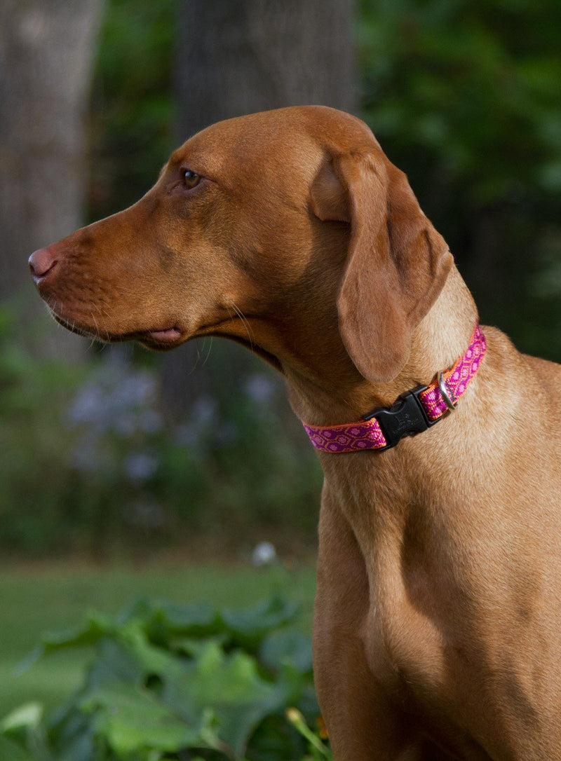 LupinePet Originals 1" Alpen Glow 16-28" Adjustable Collar for Large Dogs 1"W; 16-28" Neck - PawsPlanet Australia