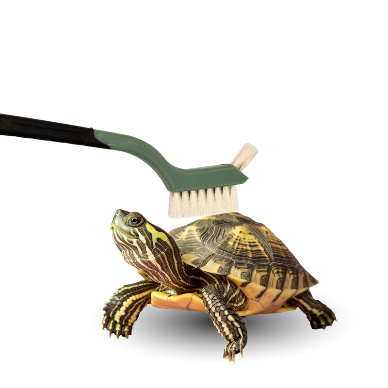 Turtle Cleaning Brush - Gently Remove Dirt from Turtles and Tortoises - Blue by Snout and Shell - PawsPlanet Australia