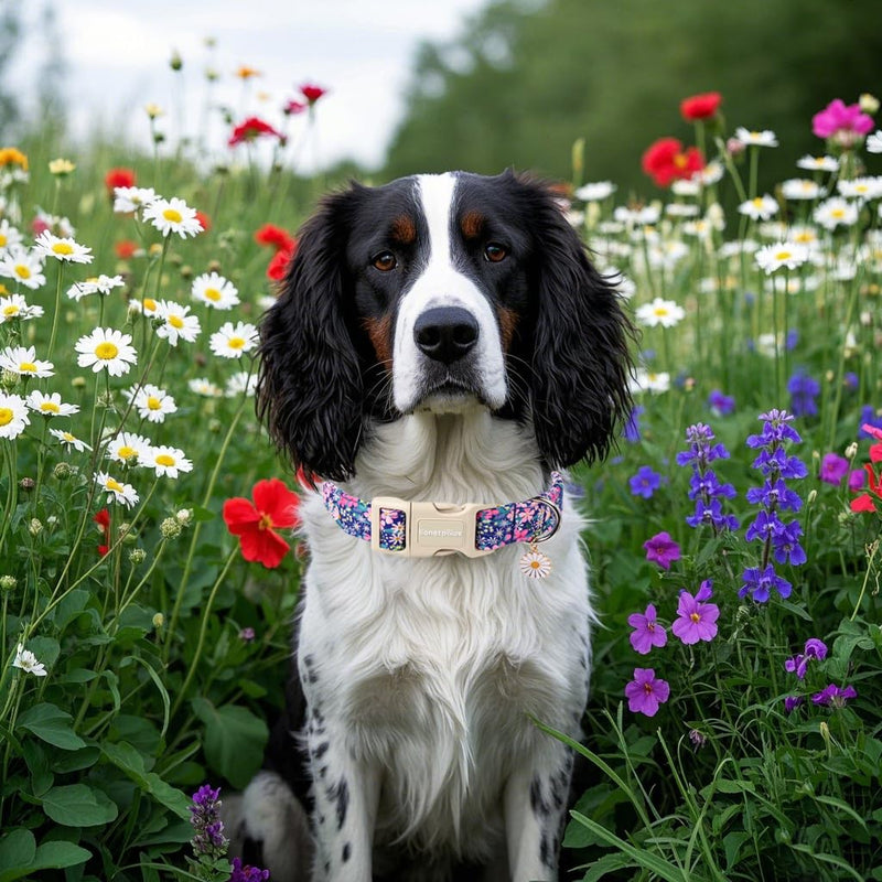 Lionet Paws Floral Dog Collar- Cute Spring Wildflowers Daisy Fleabane Dog Collars with Plastic Buckle, Light Adjustable Dog Collars for Medium Dogs Medium (Pack of 1) Blossoms - PawsPlanet Australia