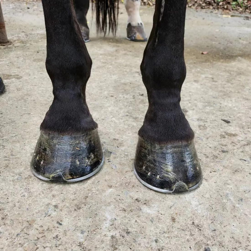 Horse Grooming Tool - Hoof Brush with Stiff Bristled Bristles and Soft Rubber Handle, Efficiently Cleans Horse Hooves and Doubles as a Mud Remover for Boots, Random Color 4PCS - PawsPlanet Australia
