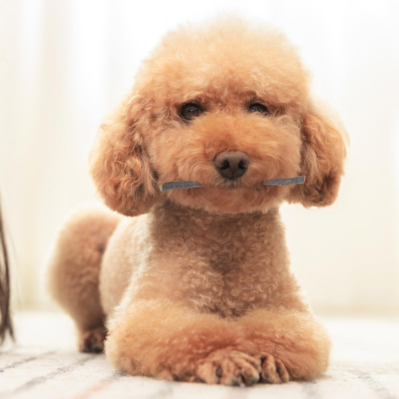VALICLUD Natural Pet Chew Toy made from Dried Apple Twig for Dental Care and Entertainment for Small Animals